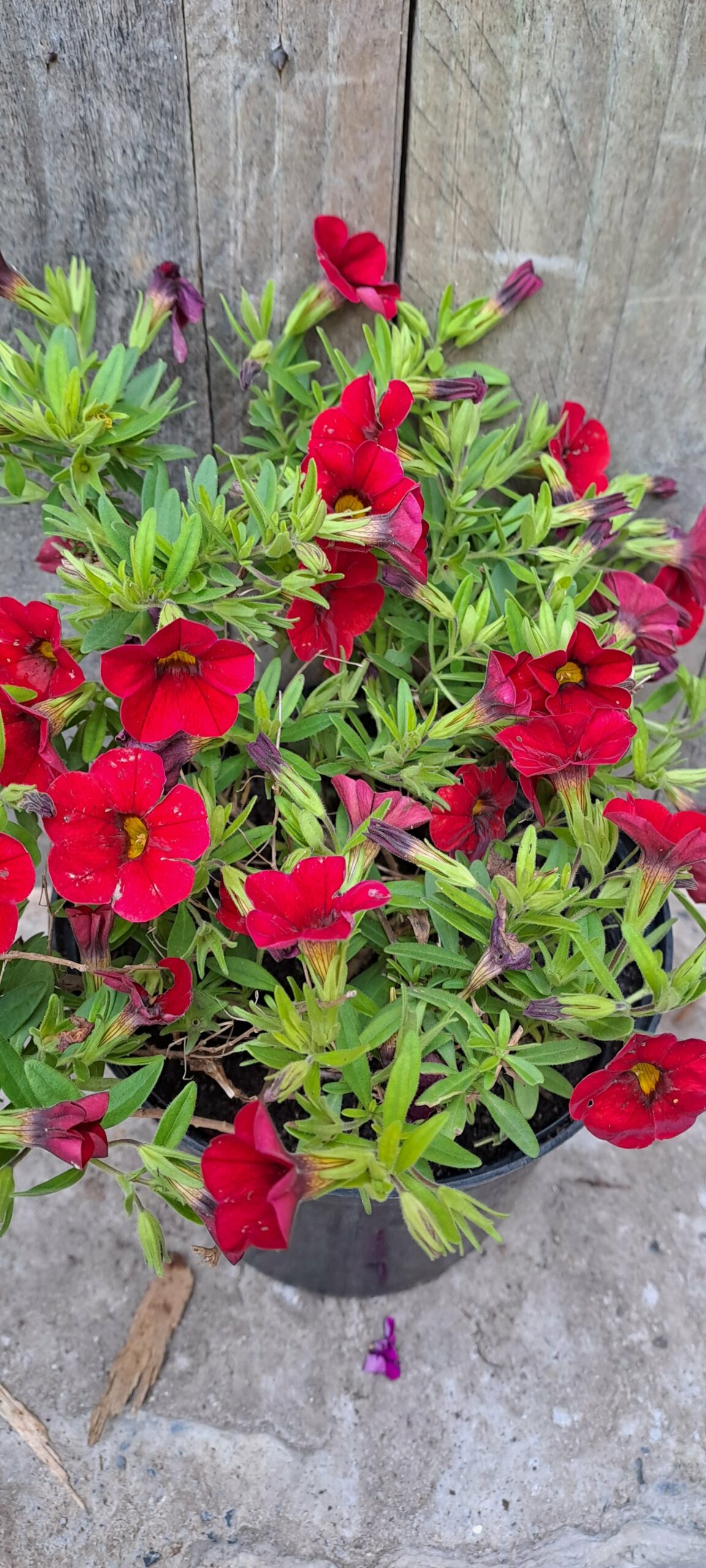 Calabrachoe 'Million Bells' red