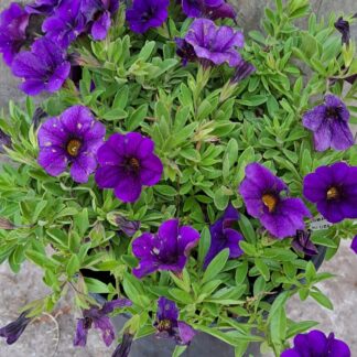 Calabrachoe 'Million Bells' purple