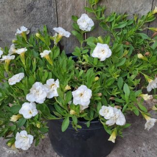 Calabrachoe 'Million Bells' white