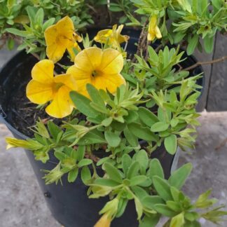 Calobrachoe 'Million bells' Yellow