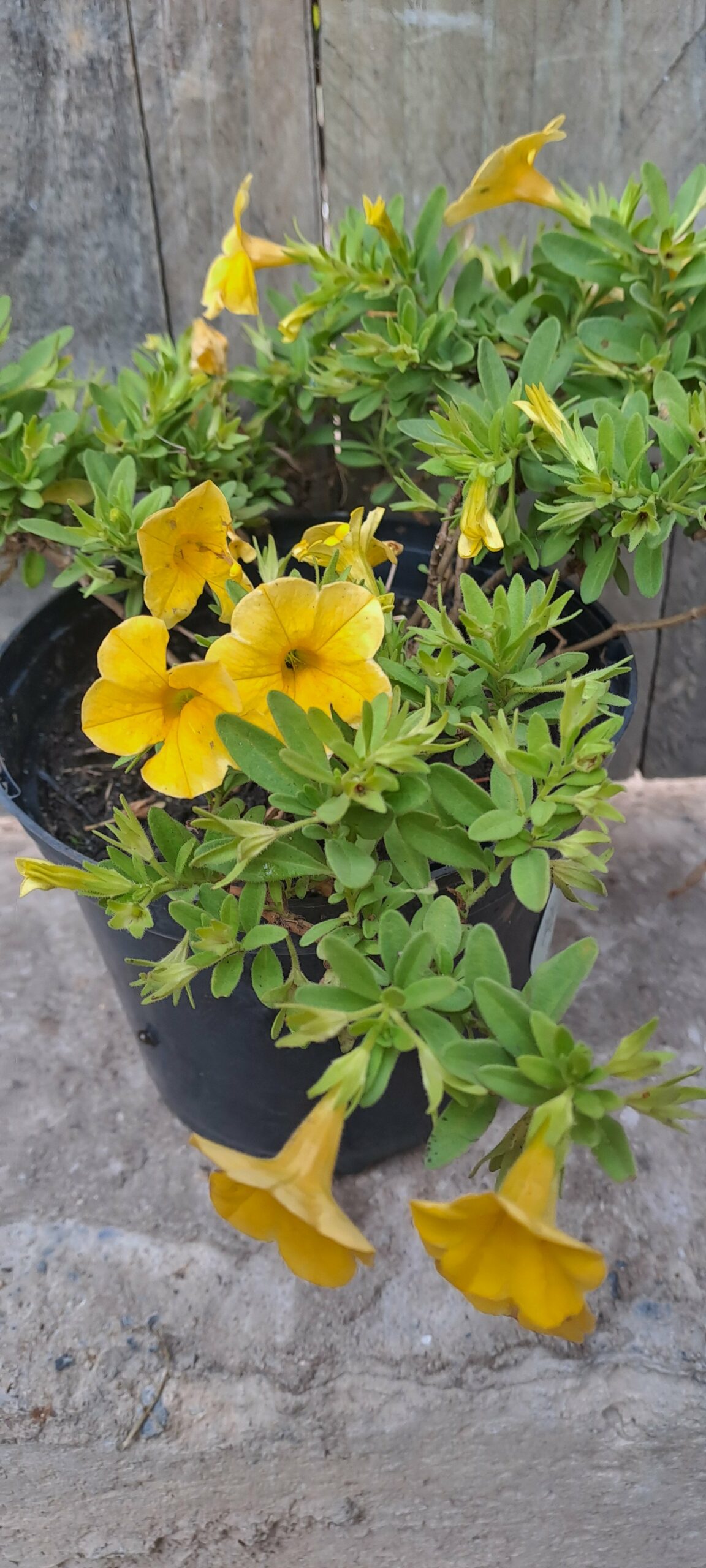 Calobrachoe 'Million bells' Yellow