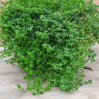Thyme Creeping