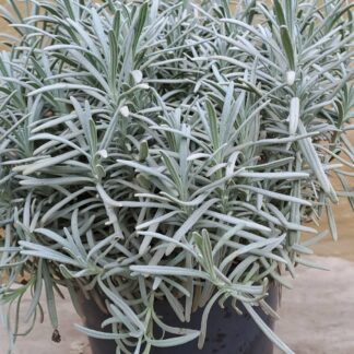 Lavender Grosso Intermedia