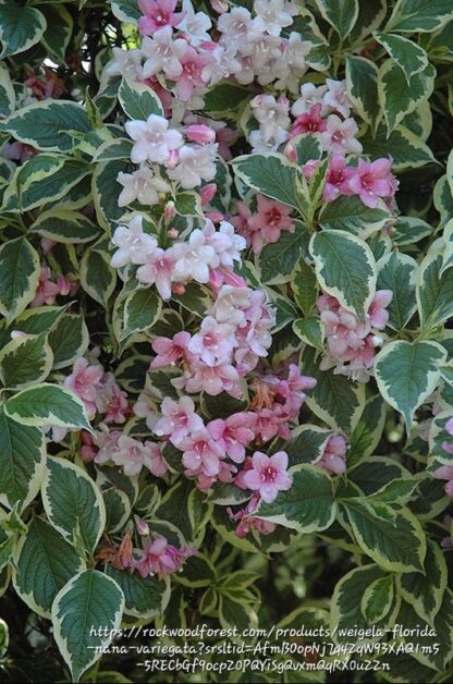 Weigela Variegated 17cm