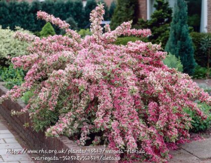 Weigela Variegated 17cm - Image 2