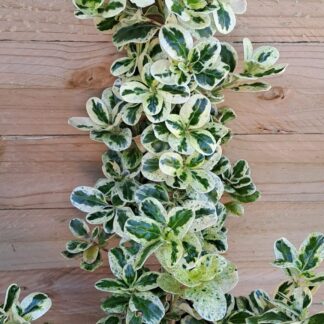 Coprosma Mirror Bush 'Marble chips' 3L