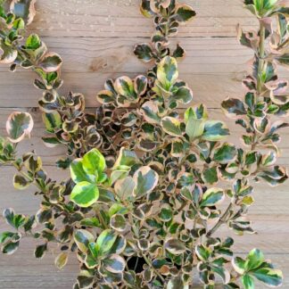 Comprosma Mirror Bush 'Pink Splendour' 3L