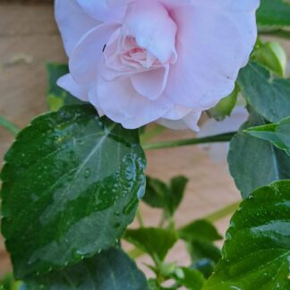 Impatiens Apple Blossom