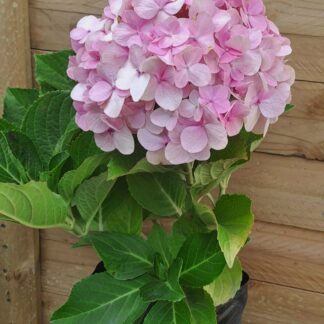 Hydrangea MacroPhylla Pink