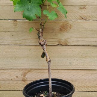 Grape Vine Hanepoot