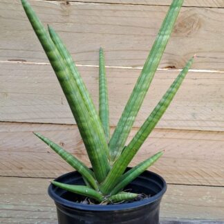 Cylindrical Snake Plant