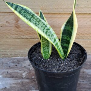 1000318184-scaled.jpg Snake Plant 'Laurentii Golden'