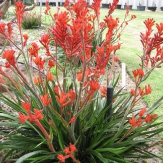 Red Kangaroo Paw Anigozanthos 10cm