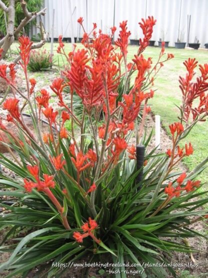 Red Kangaroo Paw Anigozanthos 10cm