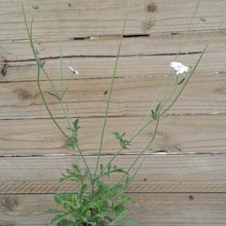 SCABIOSA COLUMBARIA Pincushion Flower – Flutter Pure White 15cm