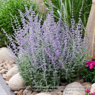PEROVSKIA ATRIPLICIFOLIA Russian Sage – Bluesette 2,5L