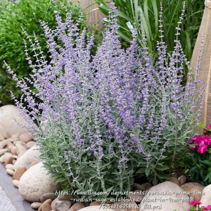 PEROVSKIA ATRIPLICIFOLIA Russian Sage - Bluesette 2,5L