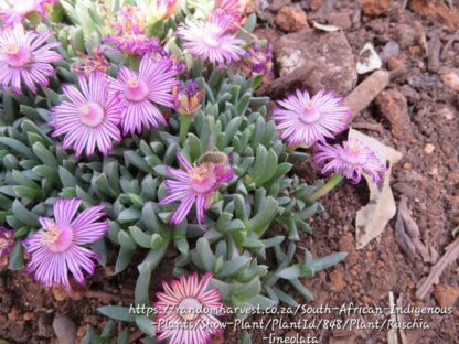 RUSCHIA LINEOLATA Beesvygie 2,5L