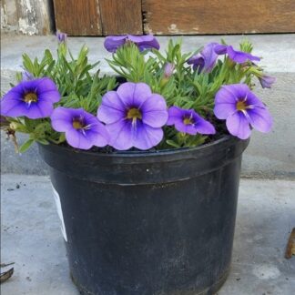 CALIBRACHOA PARVIFLORA Million Bells – Cabaret Lavender 15cm