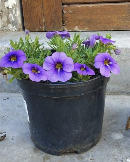 CALIBRACHOA PARVIFLORA Million Bells - Cabaret Lavender 15cm