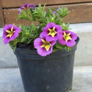 CALIBRACHOA PARVIFLORA Million Bells – Bumblebee Hot Pink 15cm
