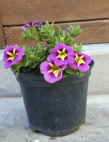 CALIBRACHOA PARVIFLORA Million Bells - Bumblebee Hot Pink 15cm