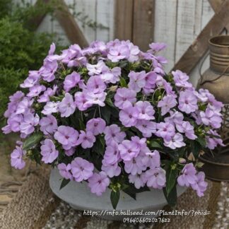 IMPATIENS INTERSPECIFIC Sunpatiens – Compact Orchid Blush 15cm