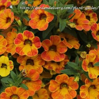 CALIBRACHOA PARVIFLORA Million Bells – Cabaret Orange 15cm
