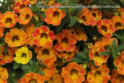CALIBRACHOA PARVIFLORA Million Bells - Cabaret Orange 15cm