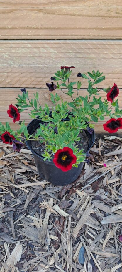 CALIBRACHOA PARVIFLORA Million Bells - Cha-Cha Diva Red Kiss 15cm