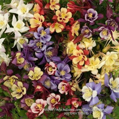 AQUILEGIA CAERULEA Colorado Columbine - Earlybird Mix 15cm - Image 2
