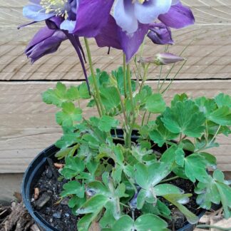 AQUILEGIA CAERULEA Colorado Columbine – Earlybird Mix 15cm