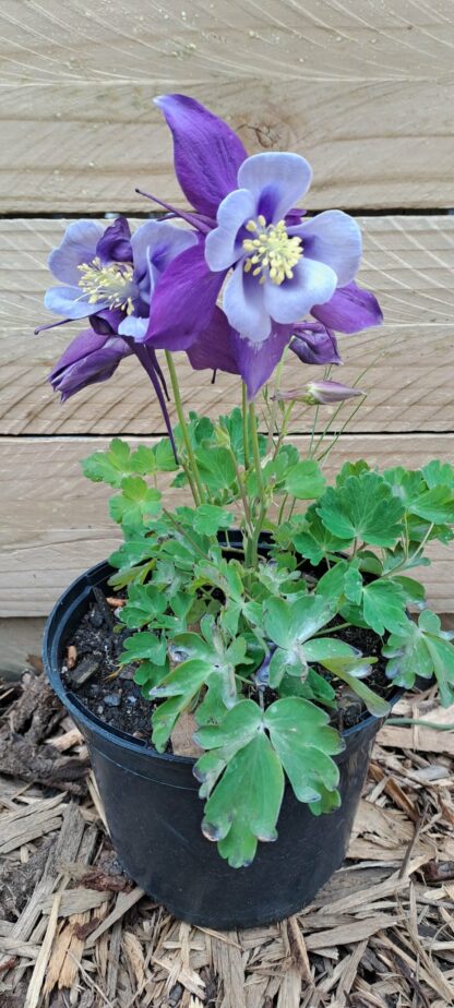 AQUILEGIA CAERULEA Colorado Columbine - Earlybird Mix 15cm