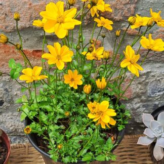 BIDENS FERULIFOLIA Beggartick – Golden Empire 15cm