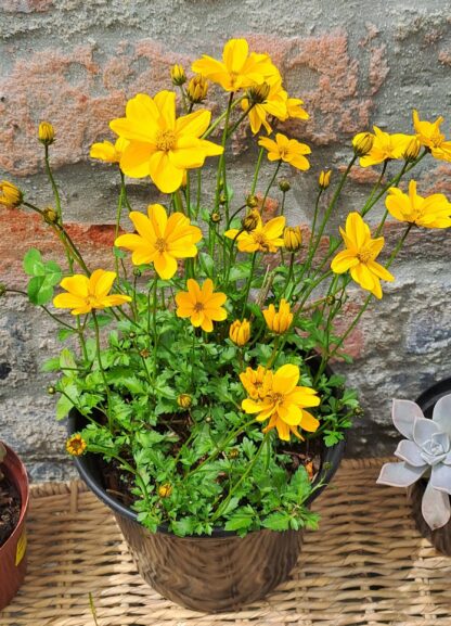 BIDENS FERULIFOLIA Beggartick - Golden Empire 15cm