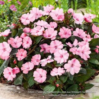 IMPATIENS INTERSPECIFIC Sunpatiens – Compact Blushing Pink 15cm