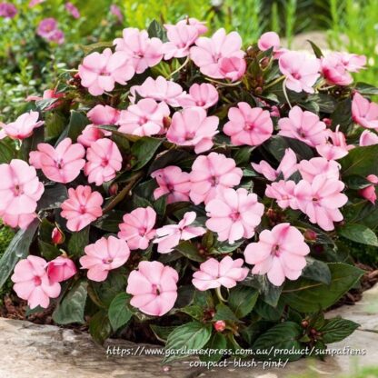 IMPATIENS INTERSPECIFIC Sunpatiens - Compact Blushing Pink 15cm
