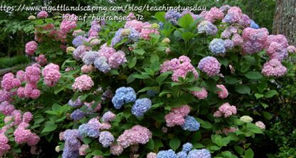 HYDRANGEA MACROPHYLLA Bigleaf Hydrangea 4,5L