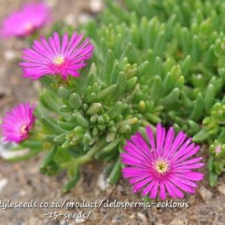DELOSPERMA ECKLONIS Rotsvygie – Pink 2,5L