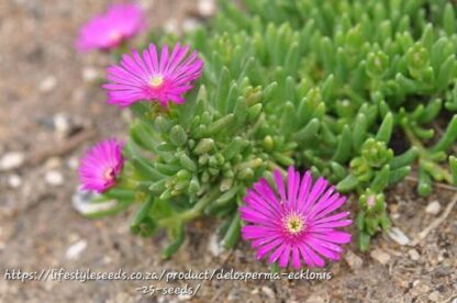 DELOSPERMA ECKLONIS Rotsvygie - Pink 2,5L