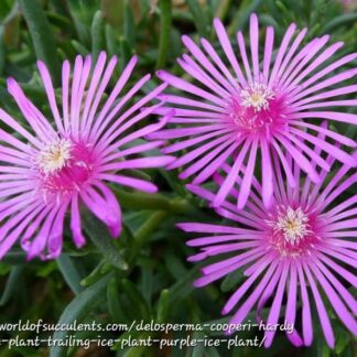 DELOSPERMA COOPERI Ice Plant – Purple 2,5L