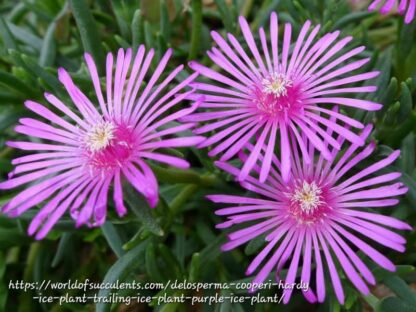 DELOSPERMA COOPERI Ice Plant - Purple 2,5L