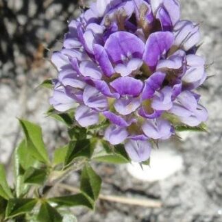 OTHOLOBIUM FRUTICANS Cape Town Pea 15cm