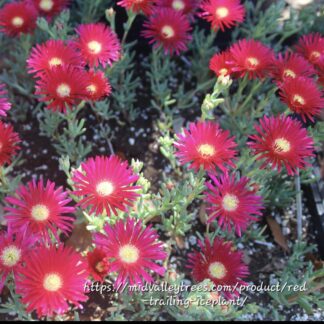 LAMPRANTHUS COCCINEUS Vygie – Red 2,5L