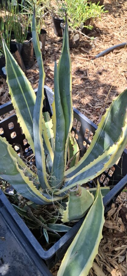 Agave Americana Variegata - bare rooted 30-80cm - Image 2