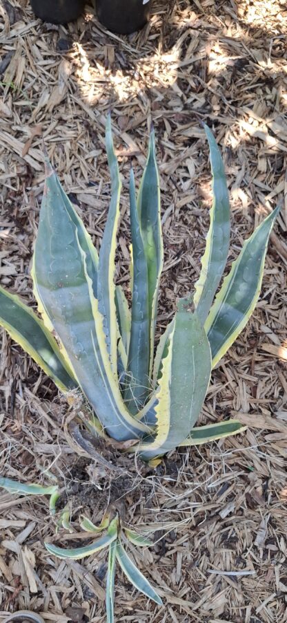 Agave Americana Variegata - bare rooted 30-80cm - Image 3