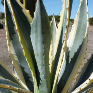 Agave Americana Variegata – bare rooted 30-80cm