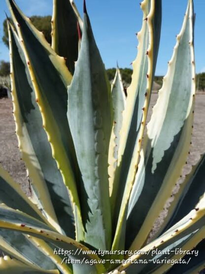 Agave Americana Variegata - bare rooted 30-80cm