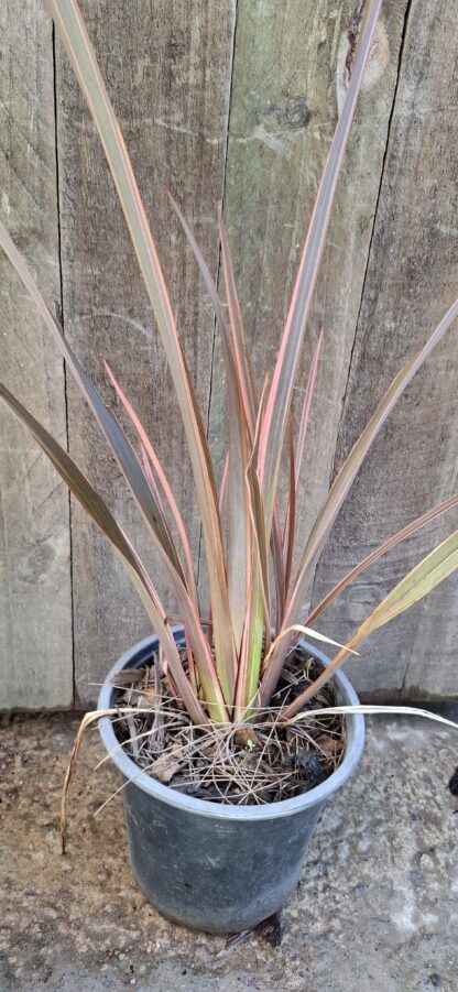 Phormium 'Sundowner' New Zealand flax - Image 2