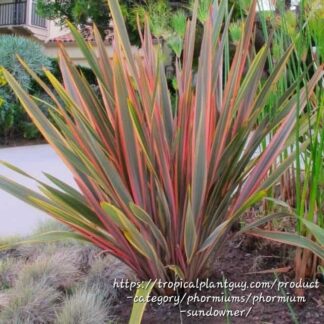 Phormium ‘Sundowner’ New Zealand flax